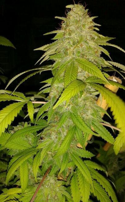 Lineage Genetics Zombie Virus Feminised Seeds