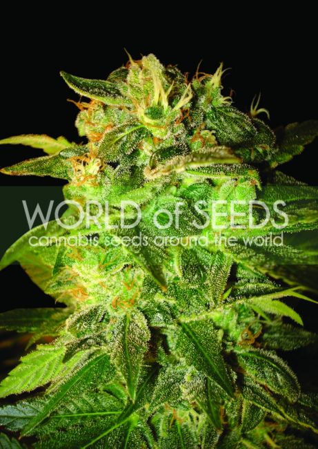 World of Seeds Sugar Mango Ryder Auto Feminised Seeds