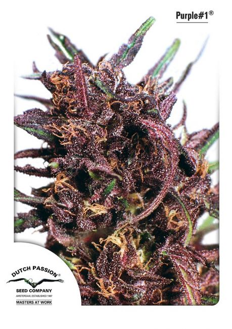 Dutch Passion Purple #1 Feminised Seeds