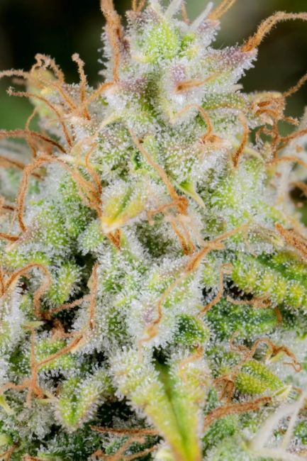 FastBuds Original Cinderella Auto Feminised Seeds