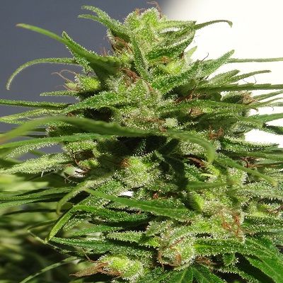 Ace Seeds Ethiopian Regular Seeds