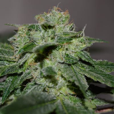 G13 Labs Chocolate Heaven Feminised Seeds