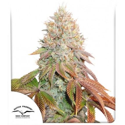 Dutch Passion Banana Blaze Auto Feminised Seeds