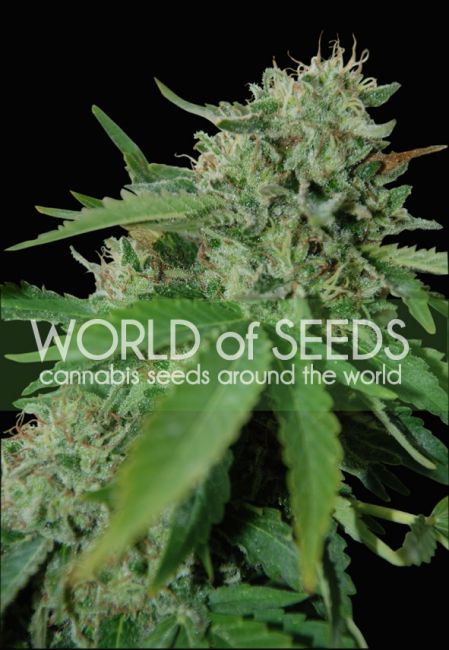 World of Seeds Brazil Amazonia Feminised Seeds