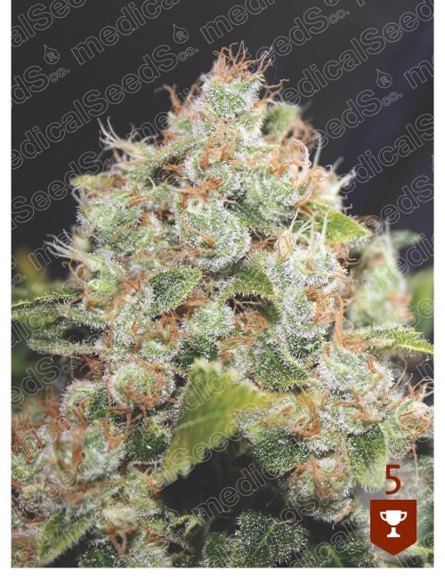 Medical Seeds BCN Sour Diesel Feminised Seeds