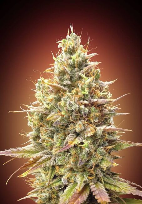 Advanced Seeds Strawberry Banana Auto Feminised Seeds - 3+1 FREE SEEDS