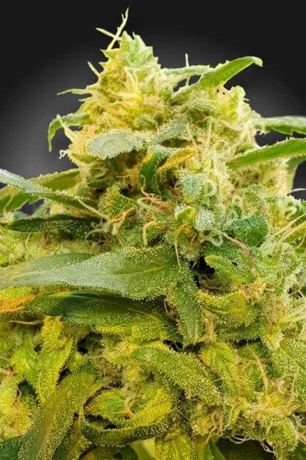 Paradise Seeds Divine CBD Feminised Seeds (CBDivine‚Ñ¢)