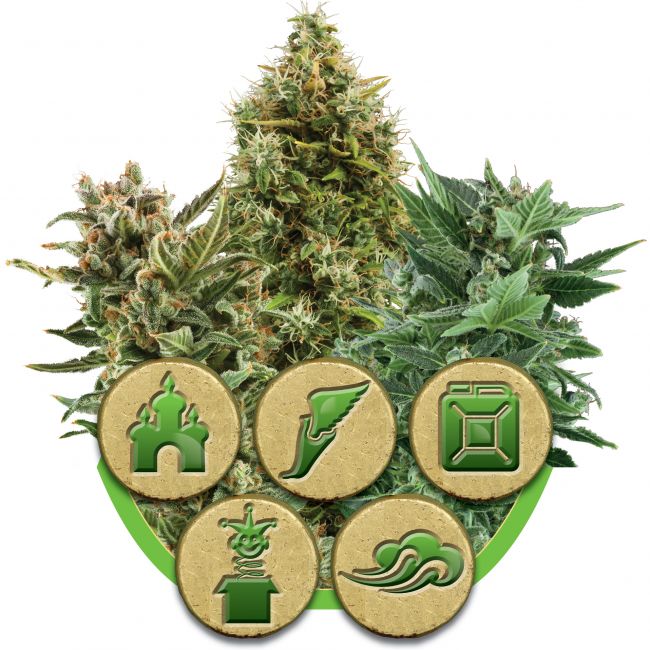 Royal Queen Seeds Mix Auto Feminised Seeds