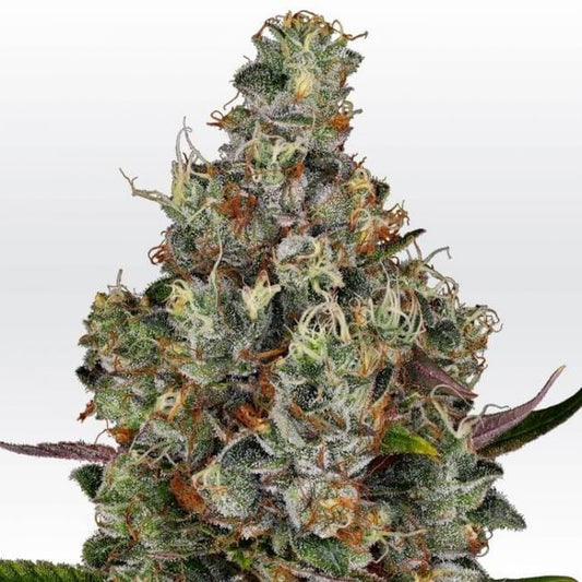 Paradise Seeds Rainbow Road Feminised Seeds