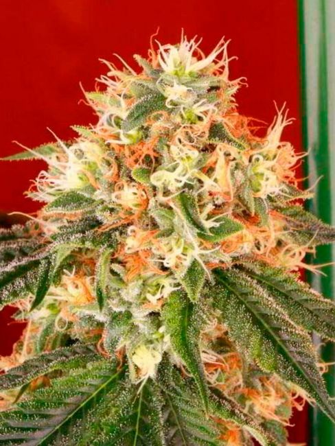 Cali Connection Deadhead OG Auto Feminised Seeds