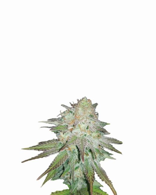 Nirvana Seeds Raspberry Cough Auto Feminised Seeds