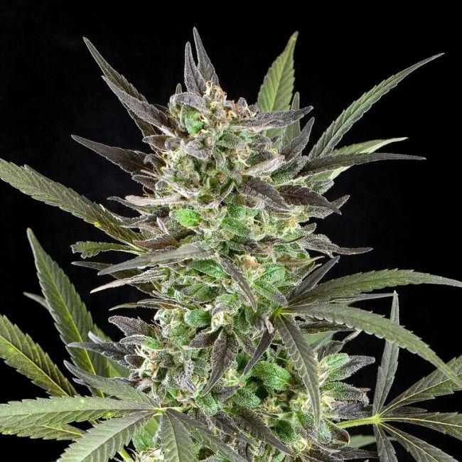 G13 Labs Blue Venom Feminised Seeds