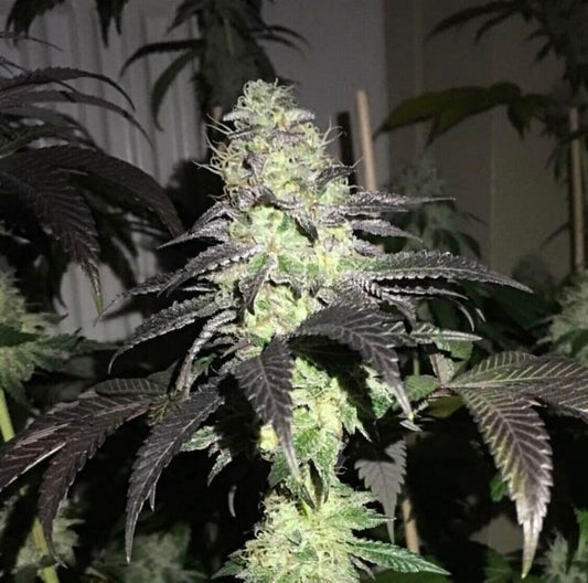 Pheno Finder Seeds Do Z Dos Feminised Seeds