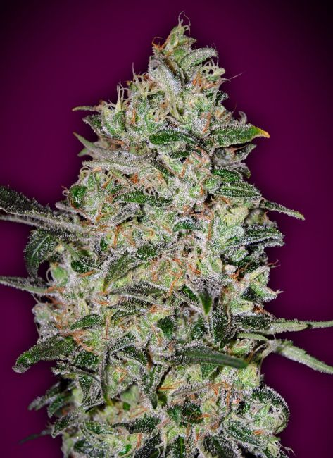 00 Seeds Bubble Gum FAST Feminised Seeds