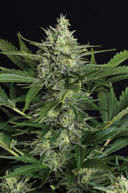 Exotic Seed Green Gummy Auto Feminised Seeds