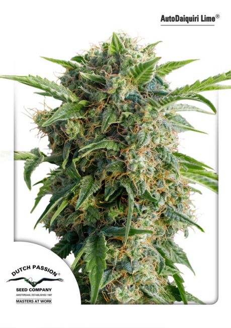 Dutch Passion Daiquiri Lime Auto Feminised Seeds