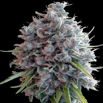 Ace Seeds Killer A5 Haze Feminised Seeds