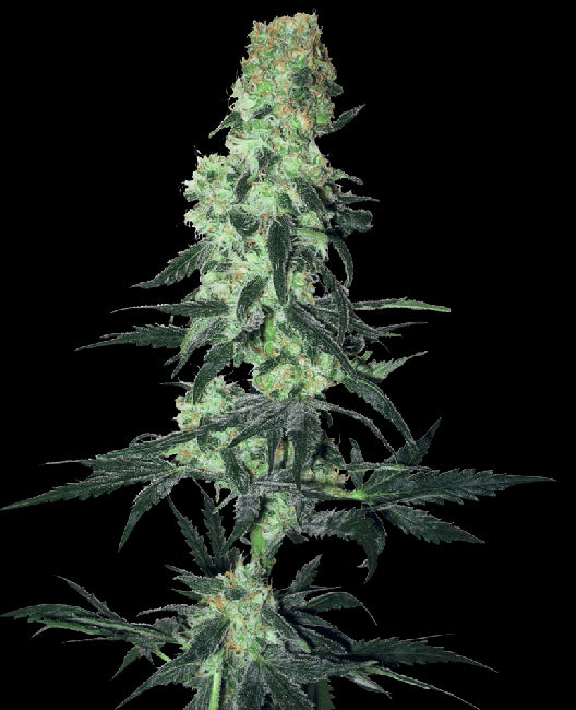 White Label Seed Company Amnesia White Regular Seeds