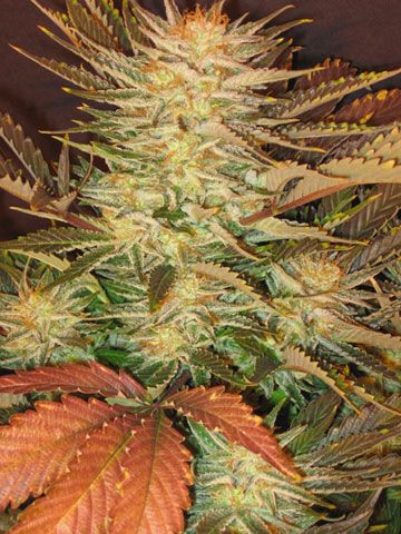 Paradise Seeds Ice Cream Feminised Seeds