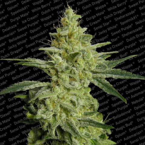 Paradise Seeds Allkush Feminised Seeds