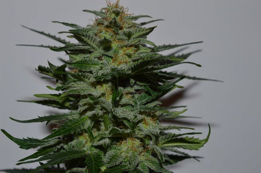 Lineage Genetics BlackBerry Auto Feminised Seeds