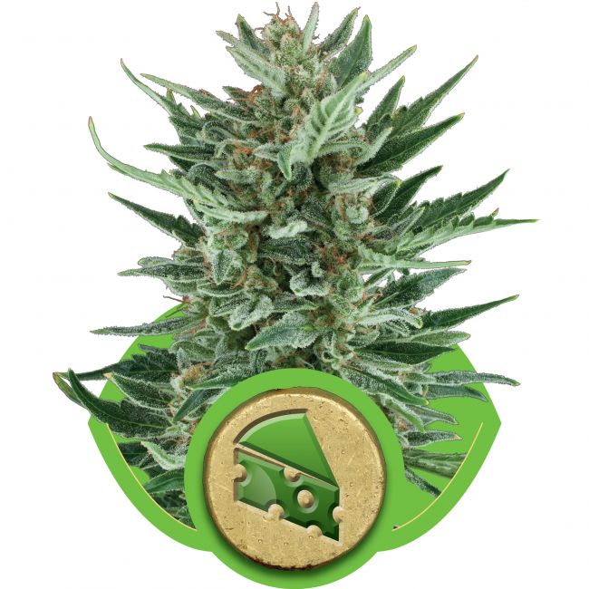 Royal Queen Seeds Royal Cheese Auto Feminised Seeds