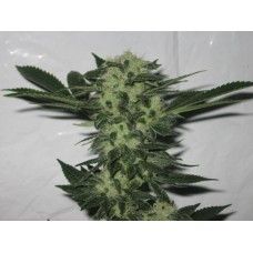 Cali Connection 818 Headband Aka Sour OG Feminised Seeds