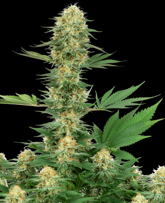 White Label Seed Company Gelato #420 Feminised Seeds