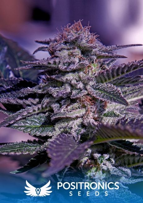 Positronic Seeds Kush Express Auto Feminised Seeds