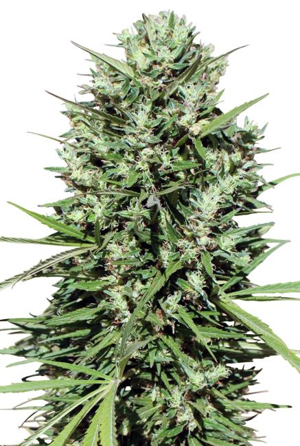 Ace Seeds Morocco Beldia Kif Regular Seeds