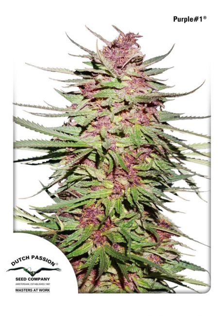 Dutch Passion Purple #1 Regular Seeds