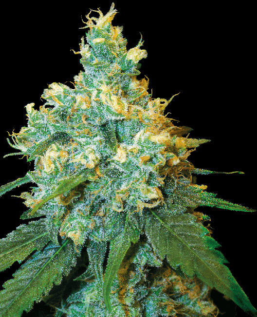 White Label Seed Company White Label Jack Herer Regular Seeds