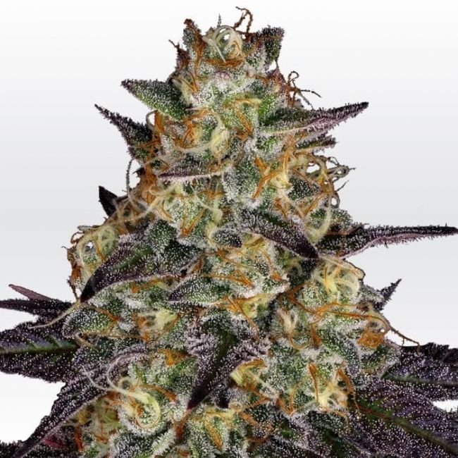 Paradise Seeds El Dorado OG Feminised Seeds