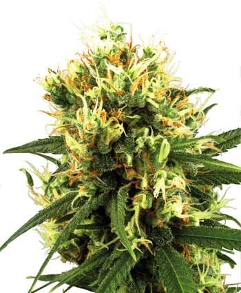 White Label Seed Company White Haze Auto Feminised Seeds