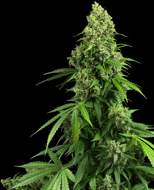 Sensi Seeds Honey Melon Kush Auto Feminised Seeds