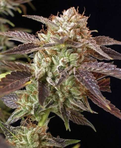 BC Bud Depot BC Kush Feminised Seeds