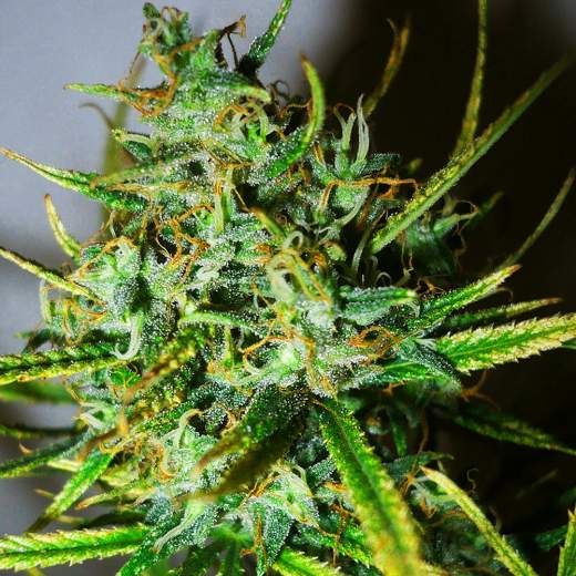 Nirvana Seeds Top 44 Feminised Seeds