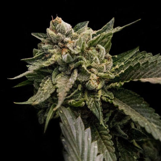 DNA Genetics Strawberry Sorbet Feminised Seeds (Sorbet Collection)