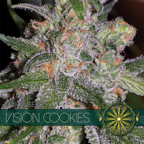 Vision Seeds Vision Cookies Feminised Seeds