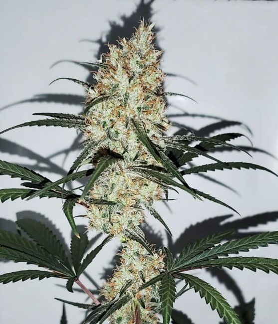 Female Seeds Grape Amnesia Feminised Seeds -10 Seeds