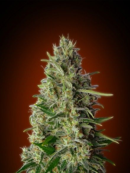 Advanced Seeds Kali 47 Feminised Seeds