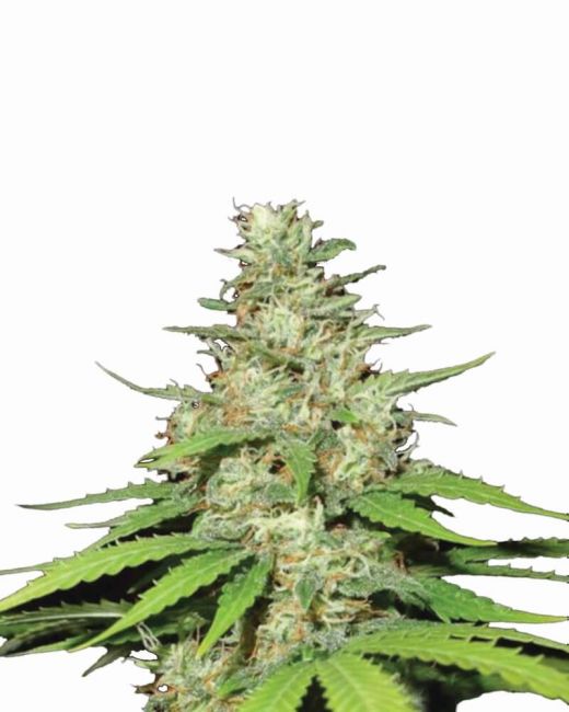 Nirvana Seeds Top 44 Regular Seeds