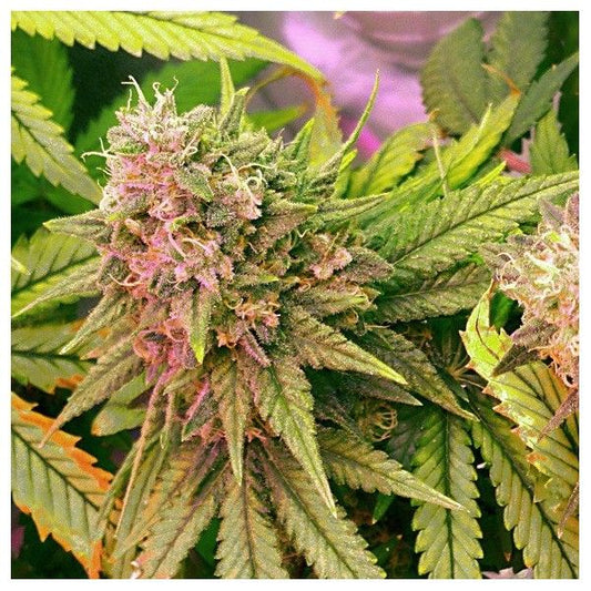 Nirvana Seeds Bubblelicious Auto Feminised Seeds