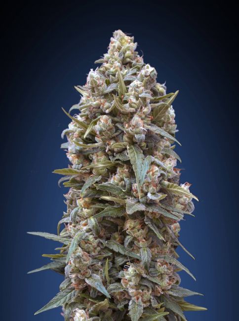 00 Seeds 00 Kush Feminised Seeds