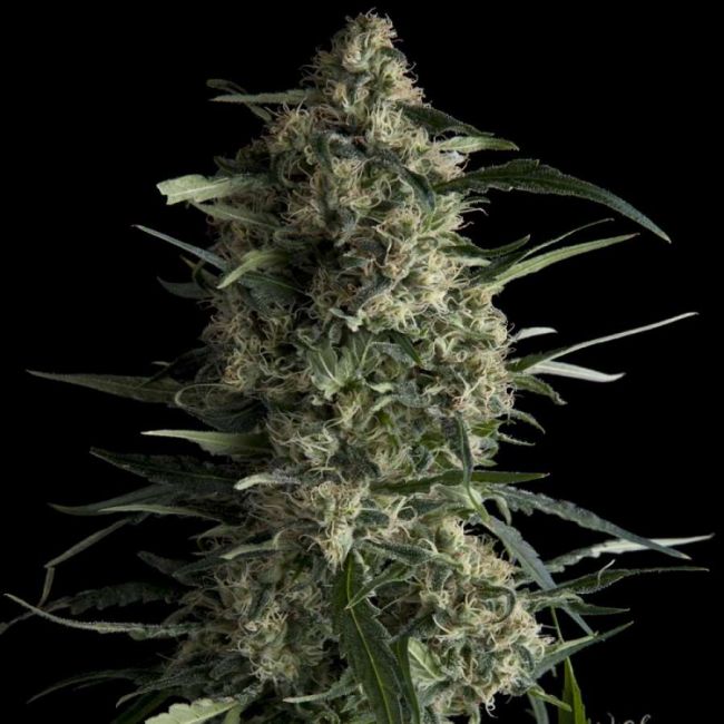 Pyramid Seeds Galaxy Feminised Seeds