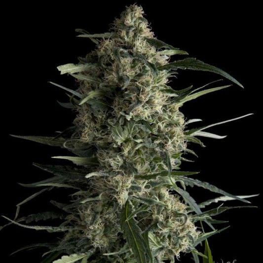 Pyramid Seeds Galaxy Feminised Seeds