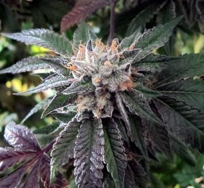 BC Bud Depot Shiatsu Kush Regular Seeds