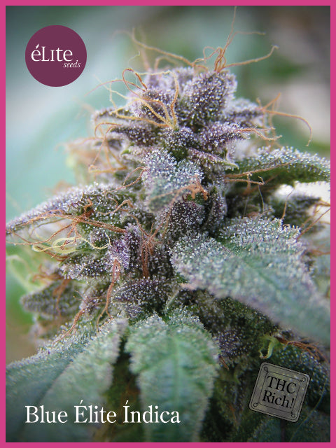 Elite Seeds Blue Elite Indica Feminised Seeds