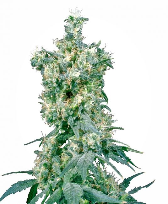 Sensi Seeds American Dream Regular Seeds