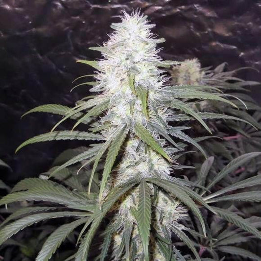 Nirvana Seeds Sterling Haze Feminised Seeds